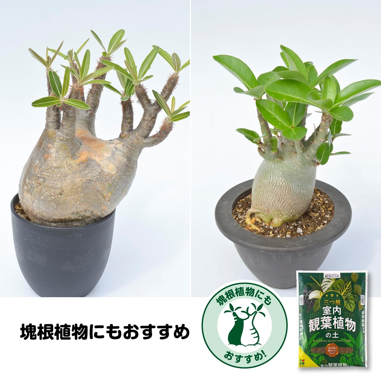 商品画像5